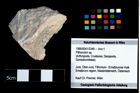 Foto (Objekt + Etikett) von Pithonoton sp.  (NHMW-GEO-1990-0041-3349)